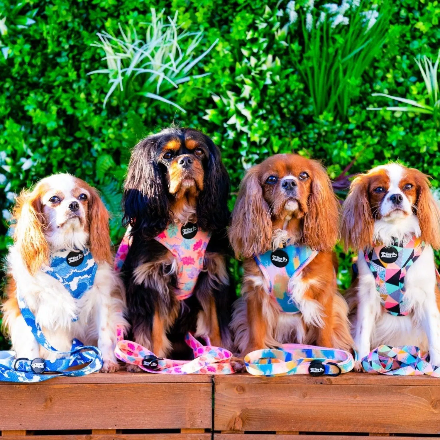 Adjustable Dog Harness - The Artist
