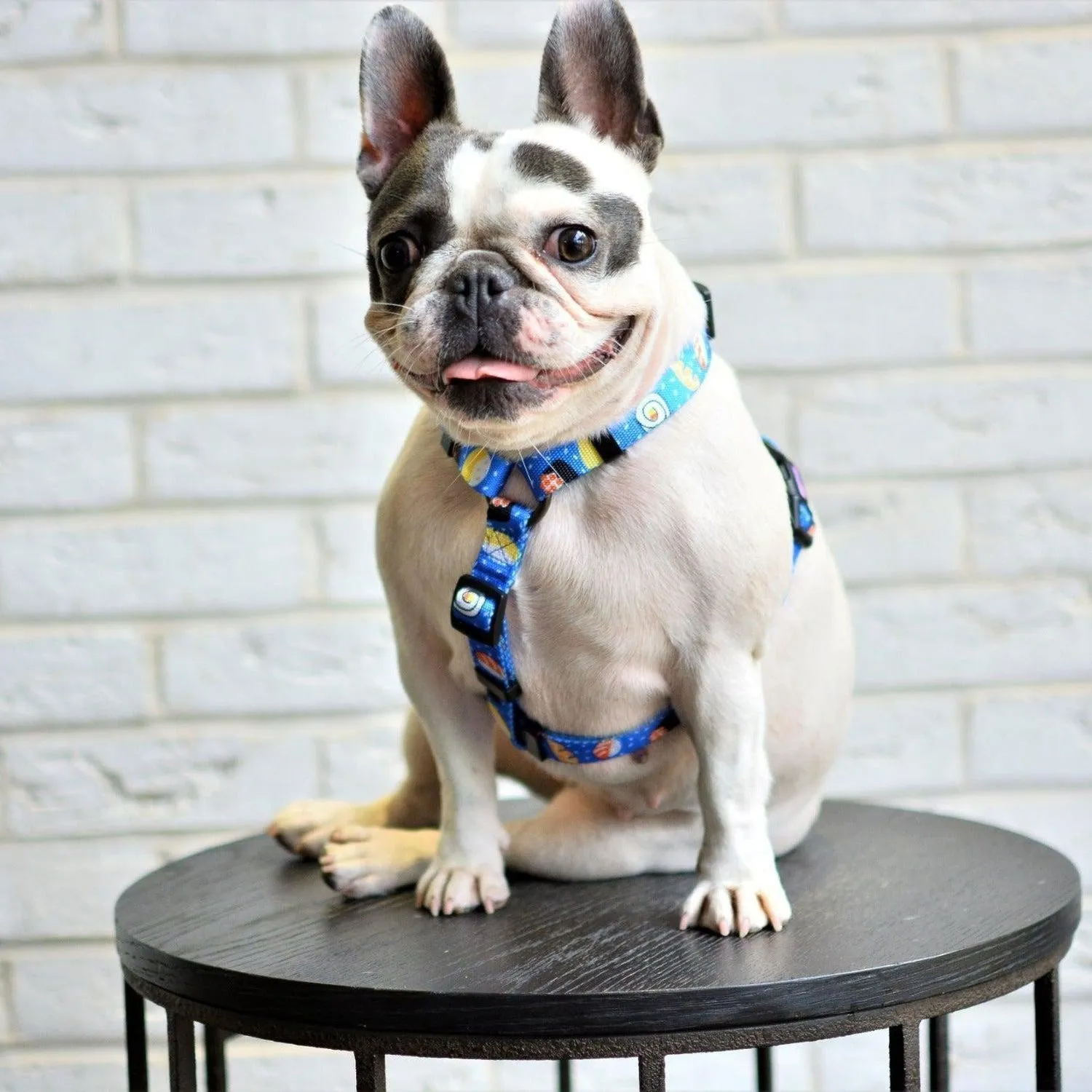 Adjustable Dog Strap Harness - Sushi