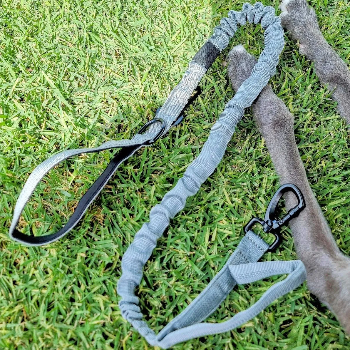 Blue Bungee Dog Leash - Reflective - Seatbelt attachment