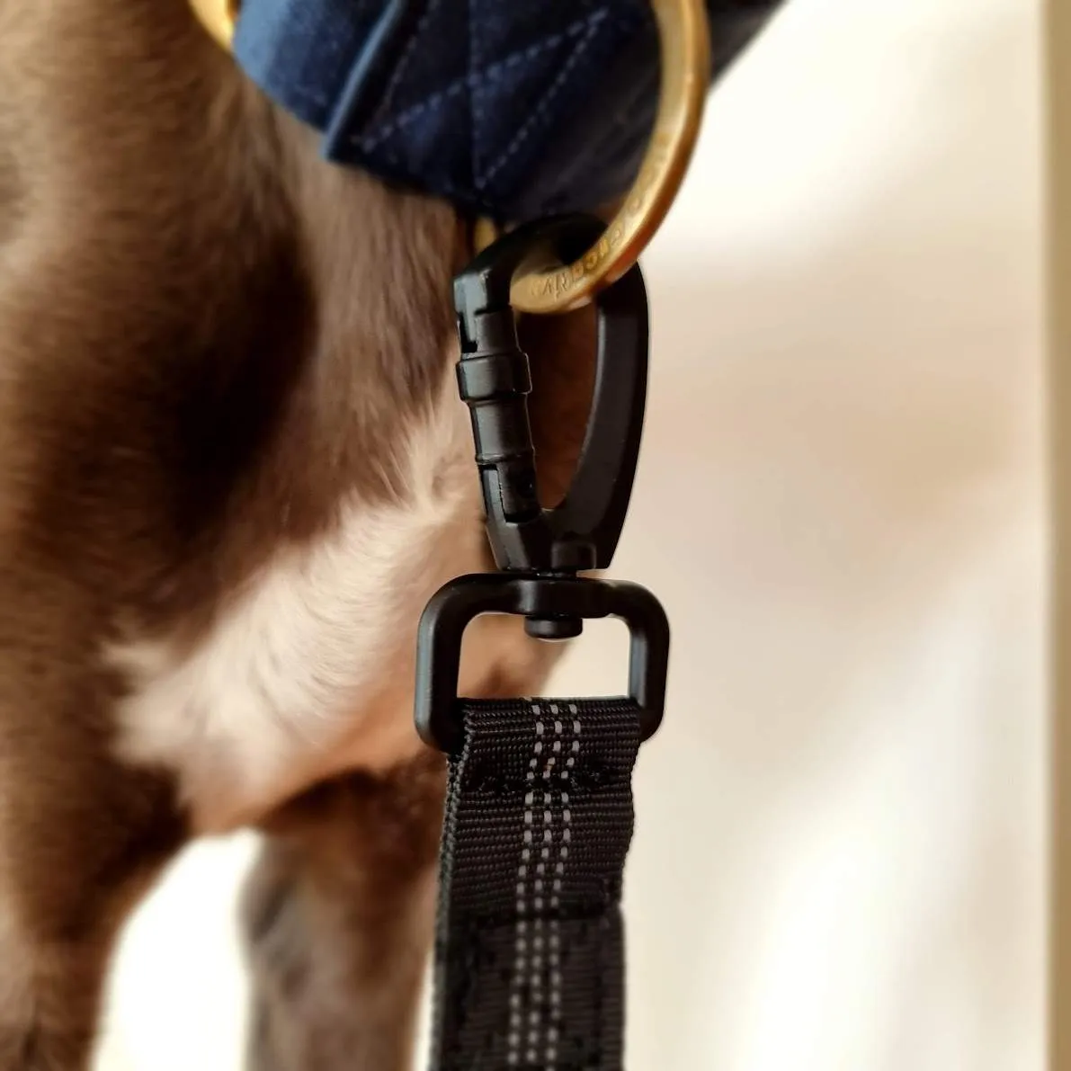 Blue Bungee Dog Leash - Reflective - Seatbelt attachment