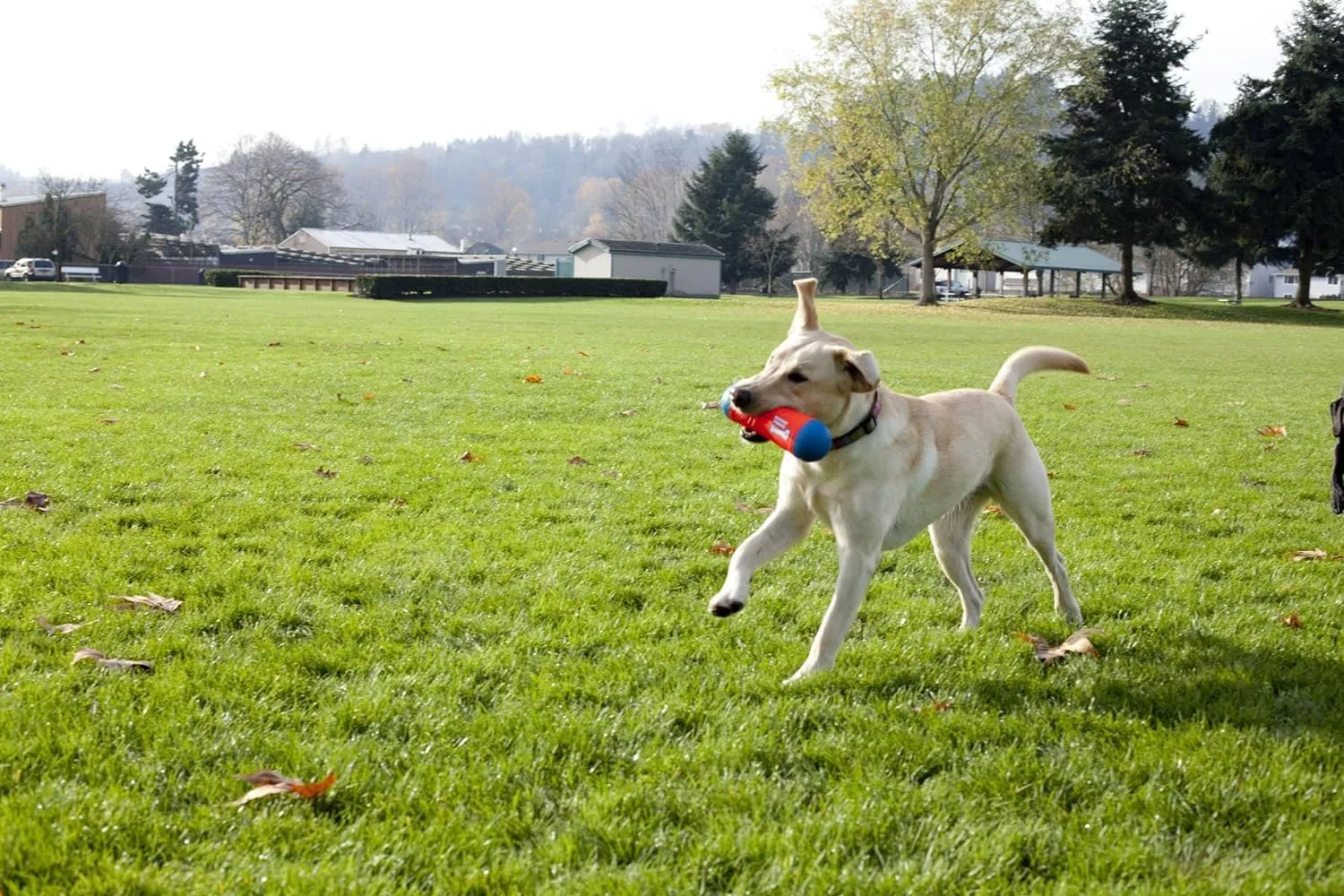 Chuckit! Amphibious Tumble Bumper Dog Toy, Floats on water,Large
