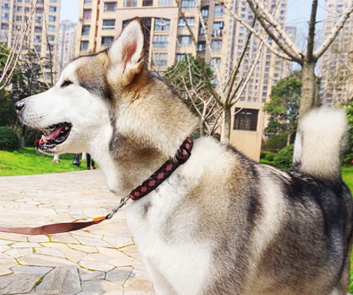Dog Harness Leash Set Adjustable No Pull 3 Sizes Heavy Duty Walking Training Pet