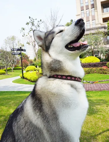 Dog Harness Leash Set Adjustable No Pull 3 Sizes Heavy Duty Walking Training Pet