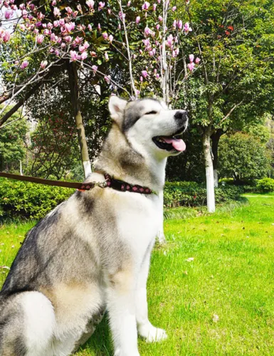 Dog Harness Leash Set Adjustable No Pull 3 Sizes Heavy Duty Walking Training Pet