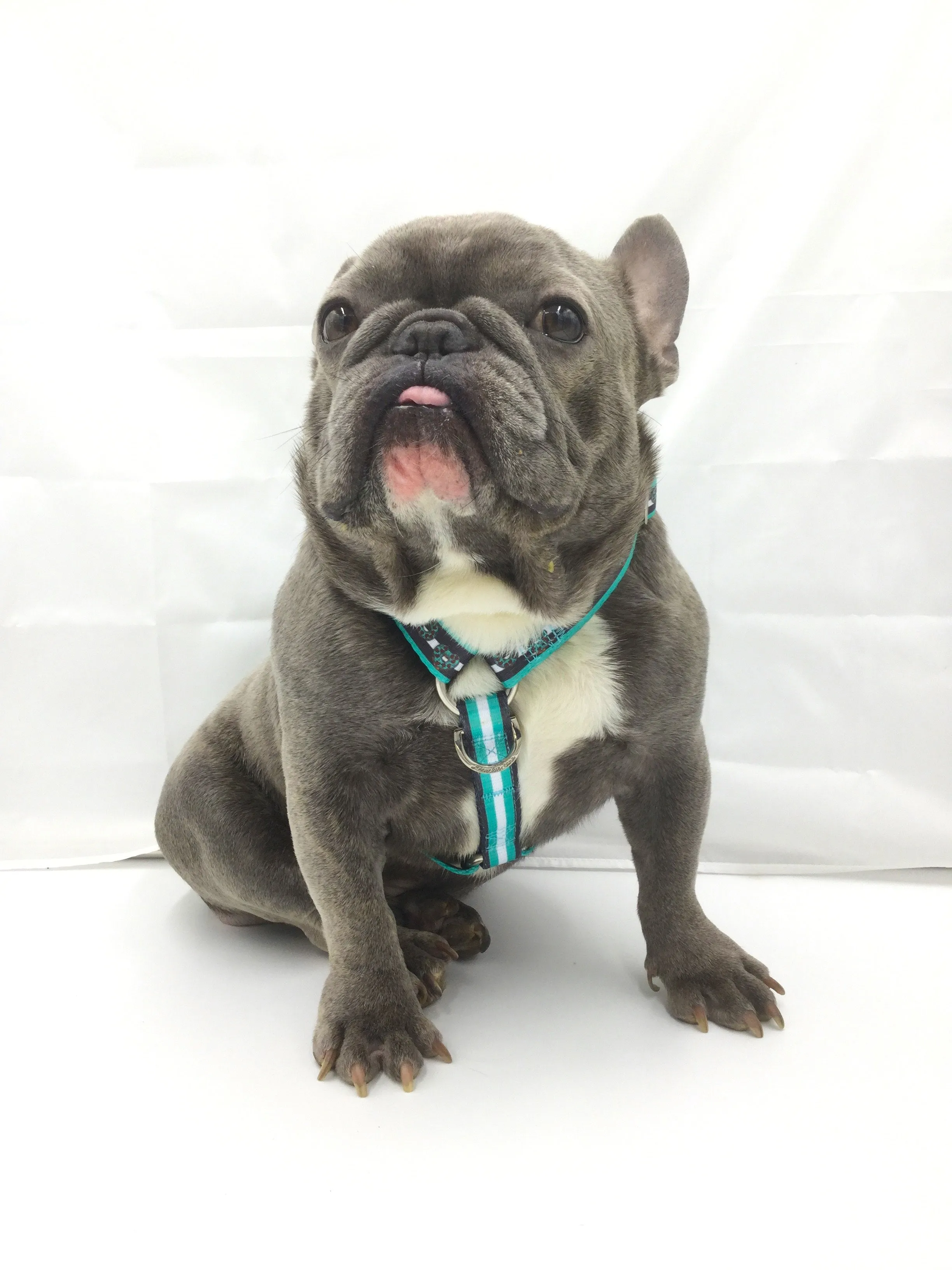 Frenchiestore Adjustable Pet Health Harness | Frenchie love in Teal
