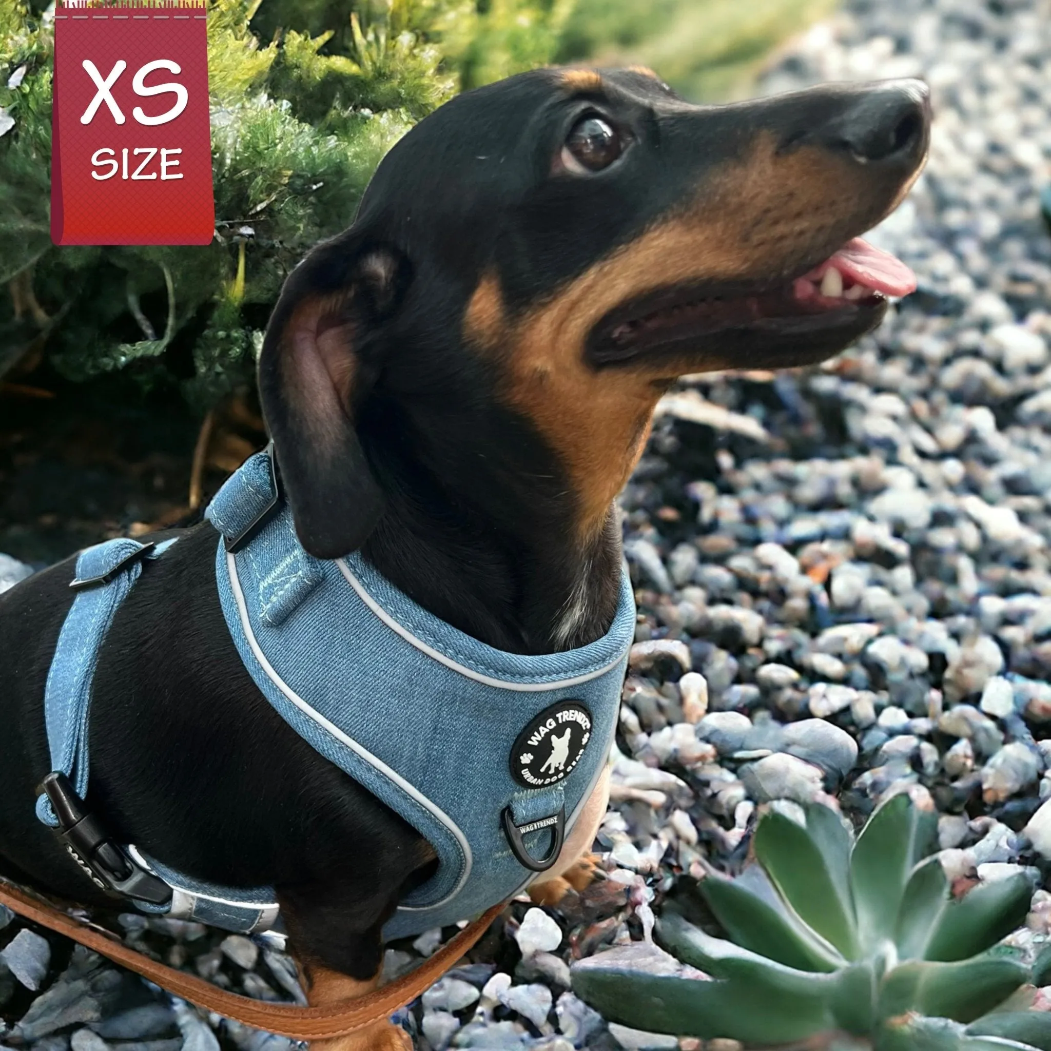 Harness and Leash Set   Poop Bag Holder | Downtown Denim