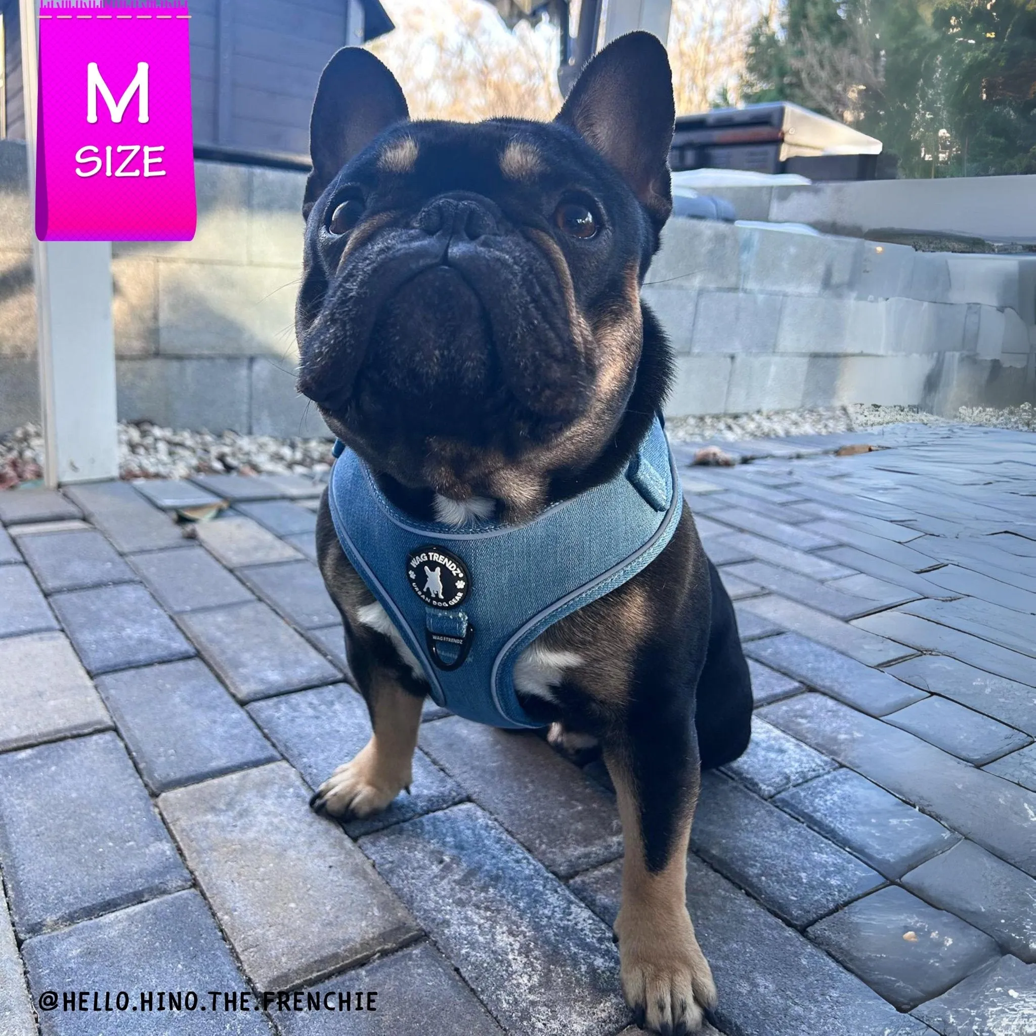 Harness and Leash Set   Poop Bag Holder | Downtown Denim