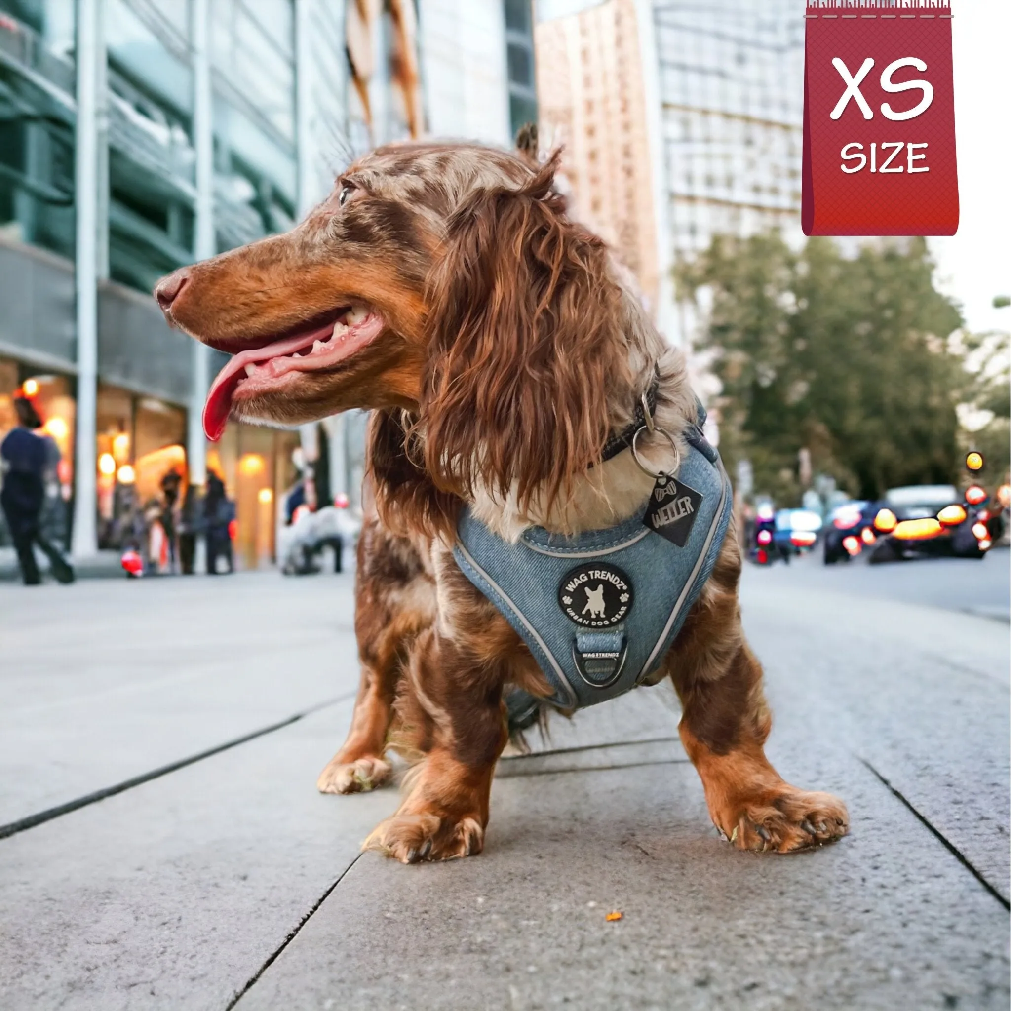 Harness and Leash Set   Poop Bag Holder | Downtown Denim