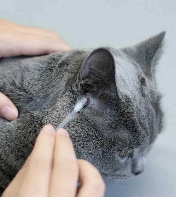 Pidan Cleaning Swab (30 Swabs) For Cats & Dogs
