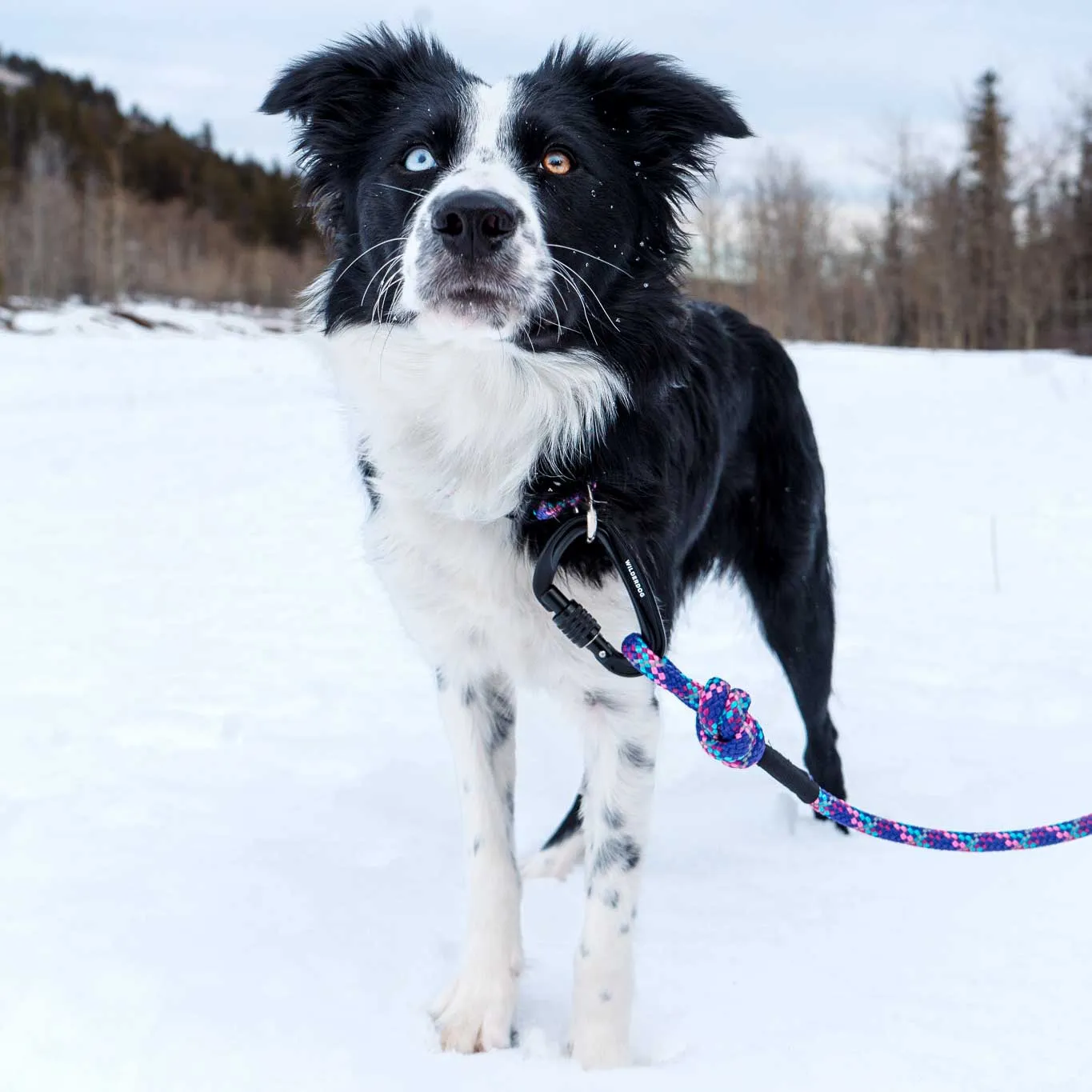 Razzleberry Reflective Leash
